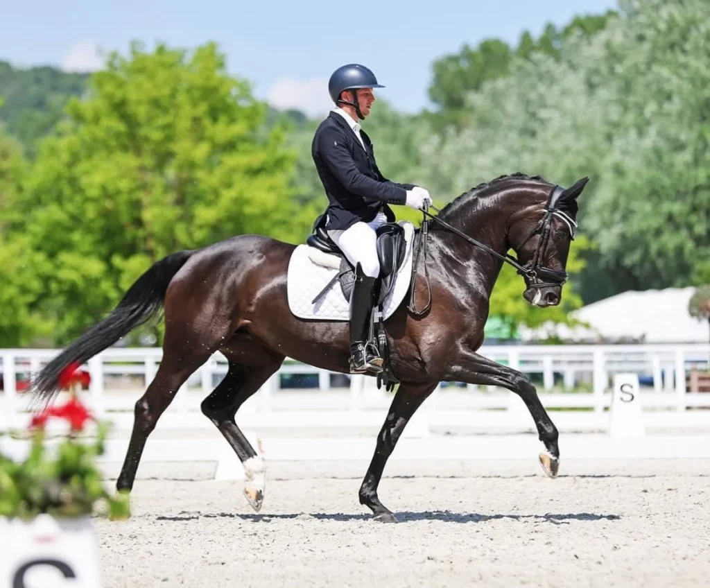 Unikornis Stable The gateway to world-class dressage trainings and international competitions